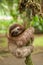 Three clawed sloth