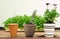 Three Clay Flower Pots in a Row