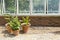 Three clay pots in front of Greenhouse windows