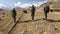 Three climbers with backpacks walk past a herd of yaks to Lenin Peak. View from the back. Beautiful summer mountain landscape