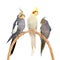 Three cockatiel perching