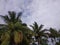 Three coconut trees with blue clouds