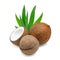 three coconuts with green leaves lying next to each other on a white isolated background
