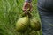 Three coconuts in the hand