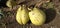 Three coconuts just taken from the tree are still fresh.