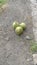 three coconuts lying on the ground very beautiful and aesthetic