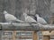 Three collared doves standing on wooden fence. Bird species photography, beautiful fauna