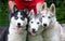 Three coloful siberian huskies with different coat patterns and masks and eye colors