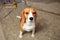Three color beagle dog