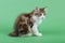 three color Kuril bobtail kitten close up photo on green background