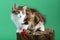 three color Kuril bobtail kitten close up photo on green background