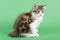 three color Kuril bobtail kitten close up photo on green background