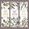 Three color labels with Ginkgo, jasmine and eucalyptus on white.