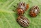 Three Colorado potato beetle