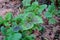 Three-colored amaranth