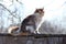 Three-colored cat on a fence