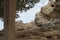 A three-colored cat walks along the rocks in the vicinity of the town of Lindos. Rhodes, Greece