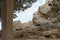 A three-colored cat walks along the rocks in the vicinity of the town of Lindos. Rhodes, Greece