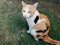 Three colored hairy cats sitting on the lawn