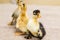 Three colored newborn duckling on linen cloth