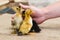 Three colored newborn ducklings are supported by the rough man`s hand of a farmer on a linen cloth