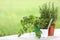 Three colored pots of aromatic plants on white table