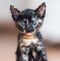 Three-colored tortoiseshell kitten