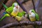 Three colorful amazon parrots sitting on a branch