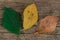 Three colorful autumn leaves with different emotions - glad, indifferent, sad on the wooden background