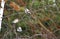 Three colorful birds, Goldfinches sitting on a tree branch in the winter in the forest