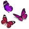 Three colorful butterfly