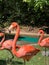 Three colorful Caribbean flamingos at zoo