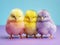 three colorful chicks on light blue-purple background. Easter concept