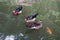 Three colorful ducks swim in an outdoor fish pond in rural Malaysia