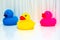 Three colorful plastic rubber ducks seen in profile