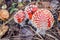 Three colorful poisonous amanita in forest under tree in autumn