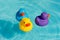 Three colorful rubber ducks, yellow, blue and purple