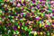 Three colors green, gold and purple. Traditional of Mardi Gras festive. glitter sequins of Mardi Gras celebration color background