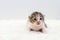 Three colors newborn kitten look forward