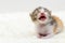 Three colors newborn kitten yawning