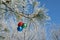 Three colour balls on a pines branch