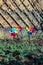 Three coloured pinwheels in a garden