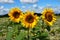 Three colourful sunflowers in a field in summertime
