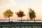 Three colourful trees above water with autumn leaves yellow, red and green, growing on the pier walkway