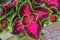 Three colours plant - the coleus blumei benth