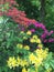 Three colours of rhododendrons mixing