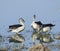 Three Combducks or Knob-billed Ducks foraging in the water