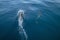 Three common bottlenosed dolphins swimming underwater near Port Hueneme off the California coast in USA