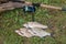 Three common bream fish on the natural background. Catching freshwater fish and fishing rod with fishing reel on green grass..