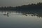 Three Common Loons on a North Woods Lake